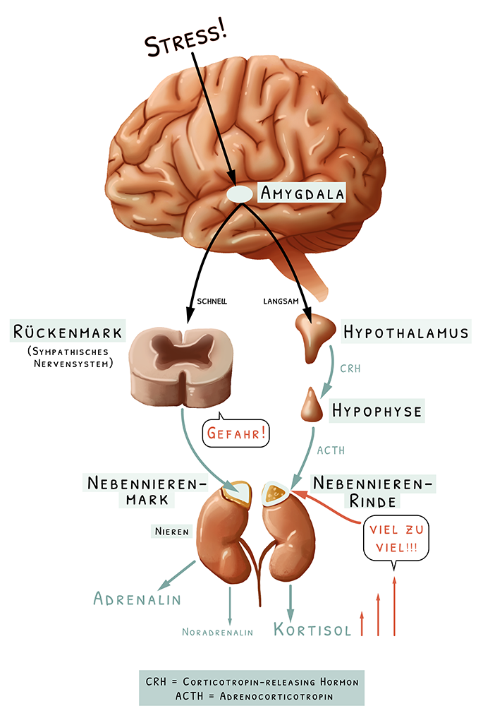 Was-macht-Stress-im-Gehirn-Organdarstellung-Wissenschaftsillustration-Wissenskommunikation-Anatomie 