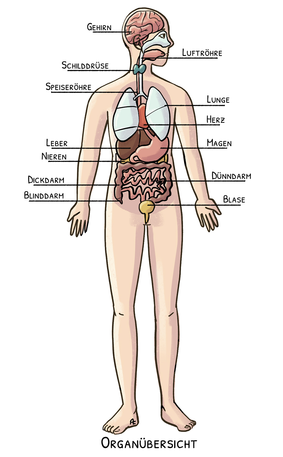 Comicartige-Schematische-Organübersicht 